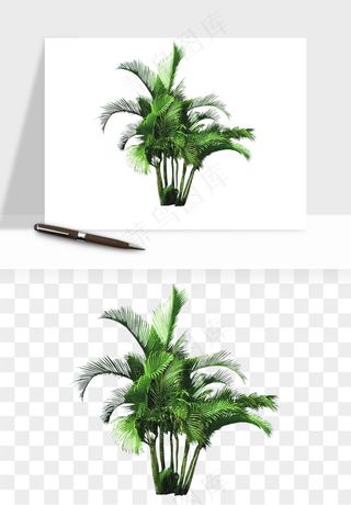 棕榈树椰树png免抠