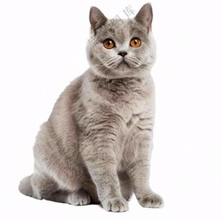 可爱小猫萌宠宠物动物免抠