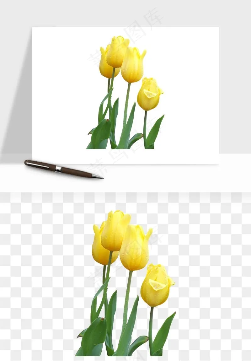 荷兰郁金香鲜花png免抠