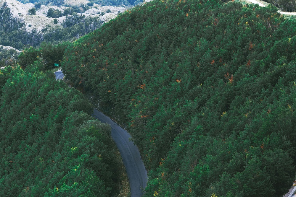 绿意盎然的山路画卷