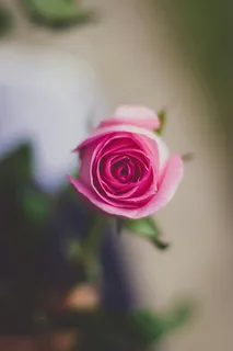 淡雅的玫瑰,静谧之美 淡雅的玫瑰,静谧之美