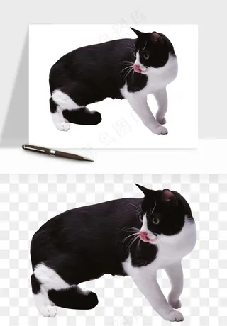 猫咪喵星人狗狗宠物元素png免抠