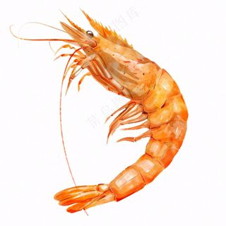 虾基围虾食物海洋卡通插画免抠