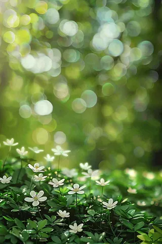 春夏草坪白色小花野花立夏惊蛰摄影图