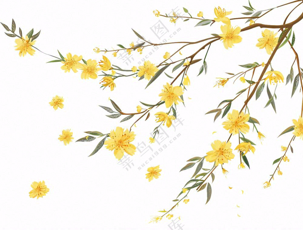 春天树枝上的黄花水墨风插画免抠