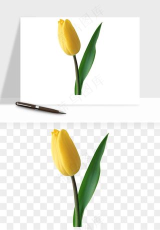 荷兰郁金香鲜花png免抠