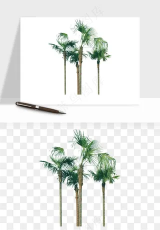 棕榈树椰树png免抠