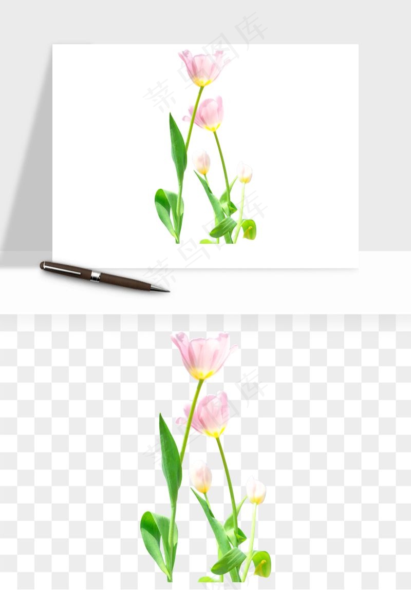 荷兰郁金香鲜花png免抠