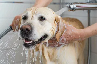 宠物美容院猫狗卡通插画背景