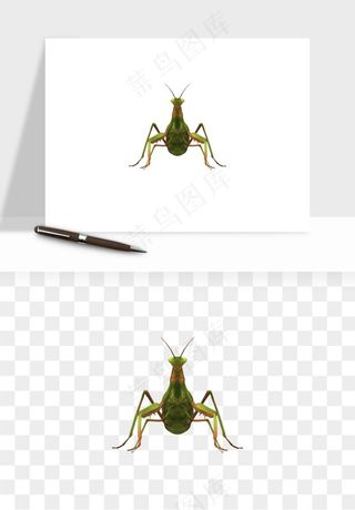 螳螂png免抠