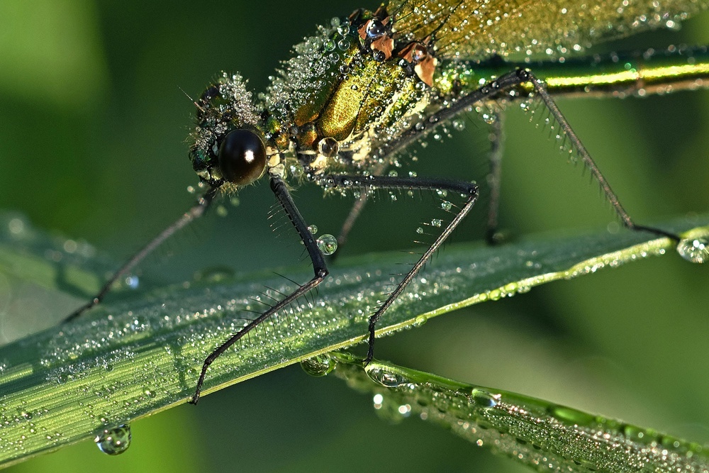 晨露中的舞者：细草上的点水蜻蜓