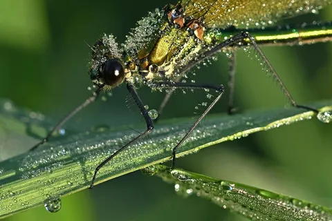 晨露中的舞者：细草上的点水蜻蜓