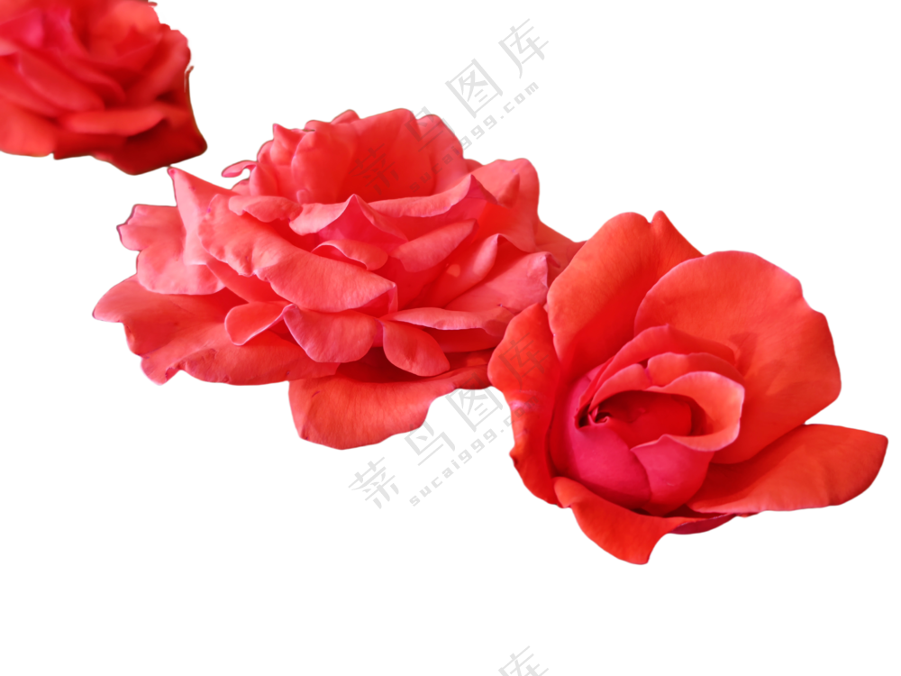月季花红月季
