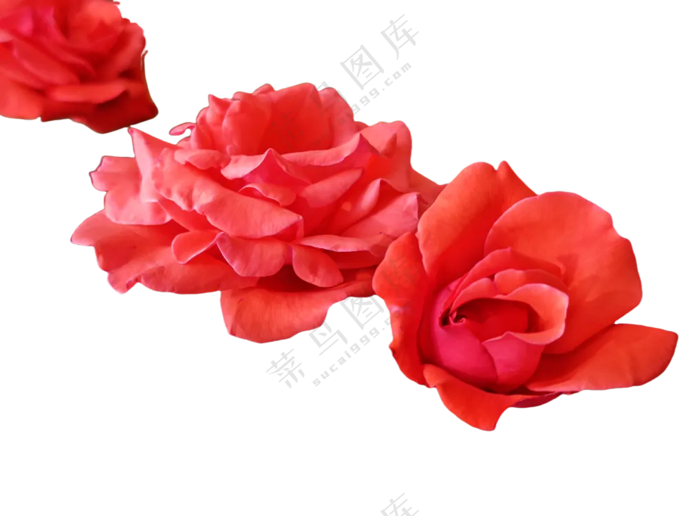 月季花红月季