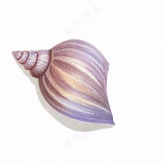 海洋贝壳海螺生物卡通插画免抠