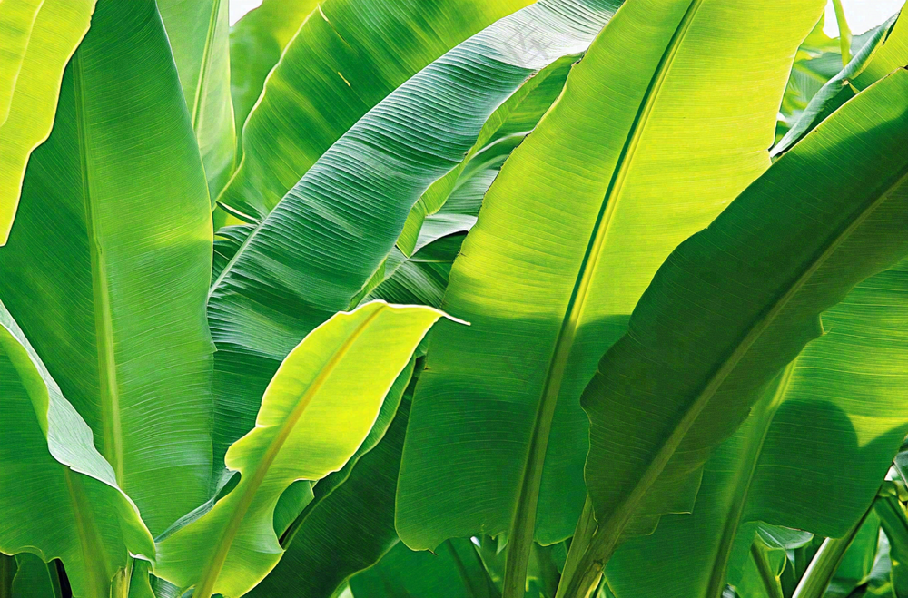 香蕉树芭蕉叶绿色植物摄影图