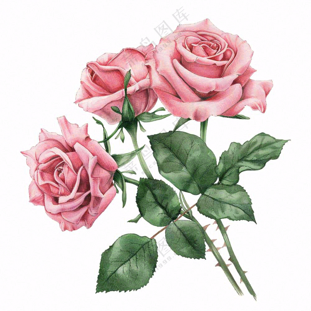 粉色玫瑰花鲜花插画免抠