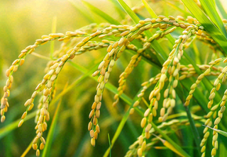 稻田稻谷稻穗粮食收成小满芒种世界粮食日摄影图