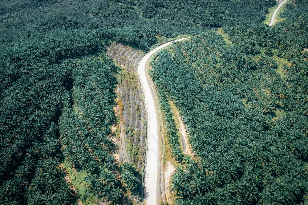 绿意盎然中的蜿蜒道路