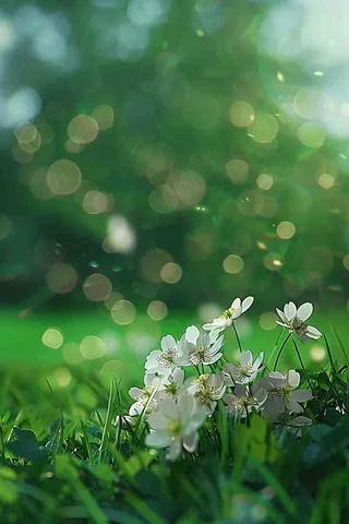 春夏草坪白色小花野花立夏惊蛰摄影图