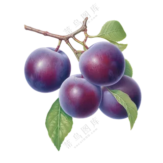 枝条上的李子果实