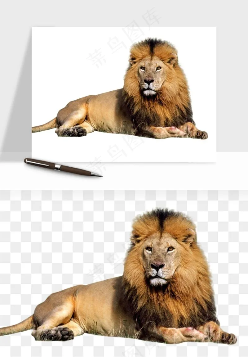 狮子雄狮狮王动物png免抠