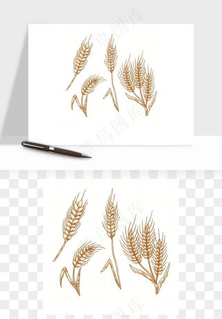 手绘麦穗稻穗麦秆矢量png免抠