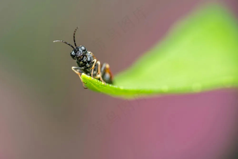 微观世界之叶间探秘者