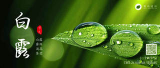 白露公众号首图