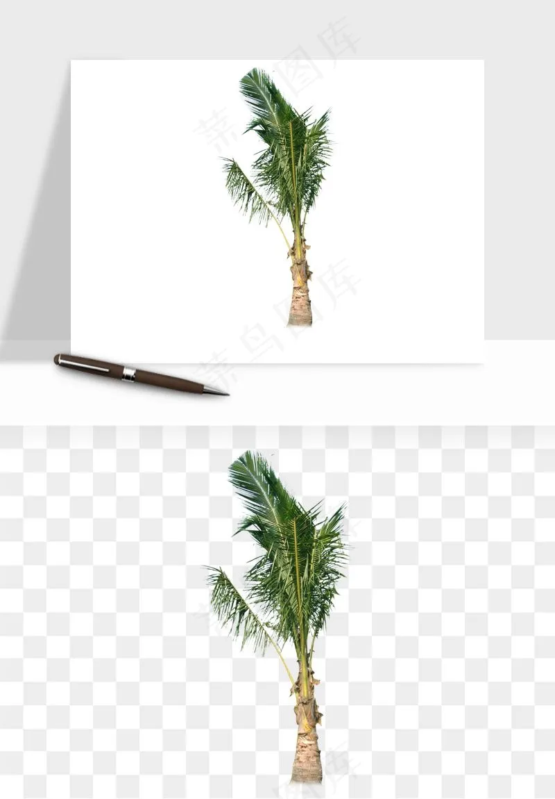 棕榈树椰树png免抠