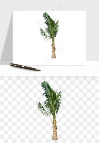 棕榈树椰树png免抠