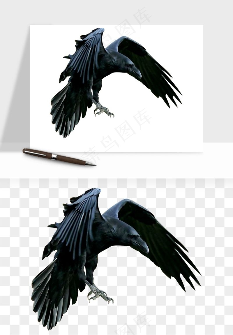 老鹰雄鹰展翅png免抠