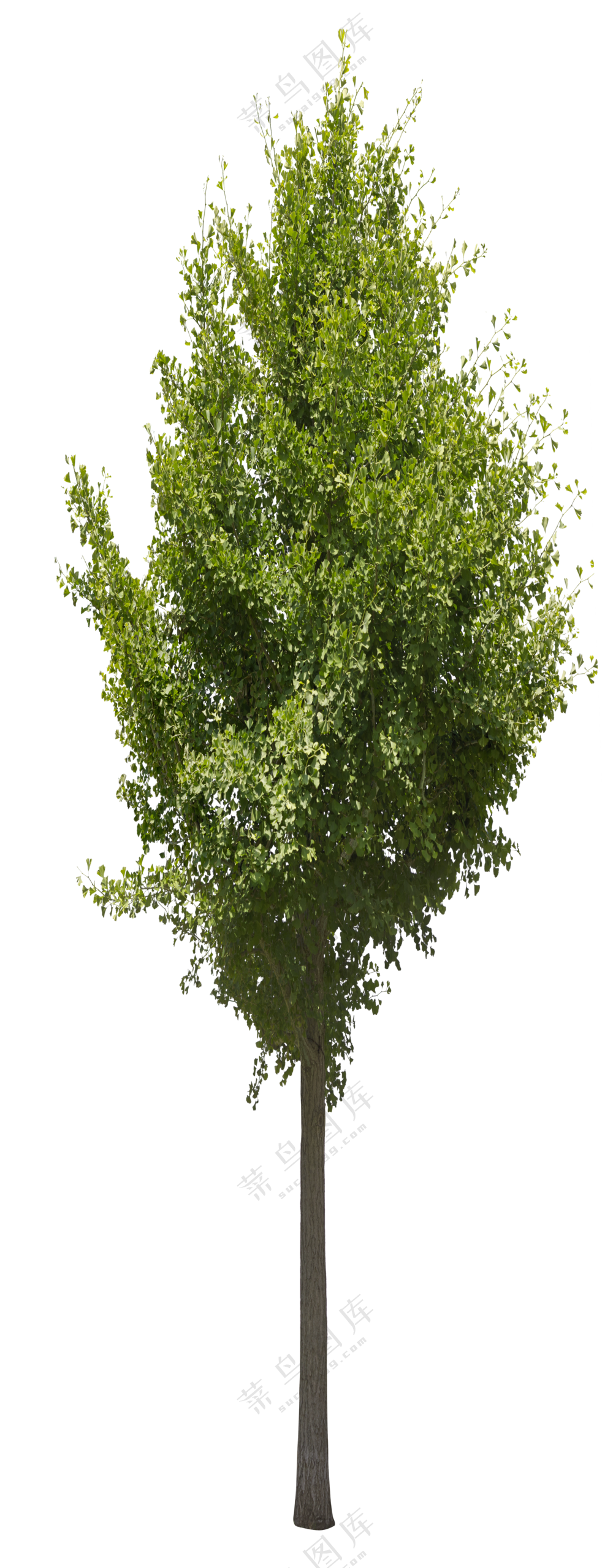 PNG免扣植物树木拼贴素材