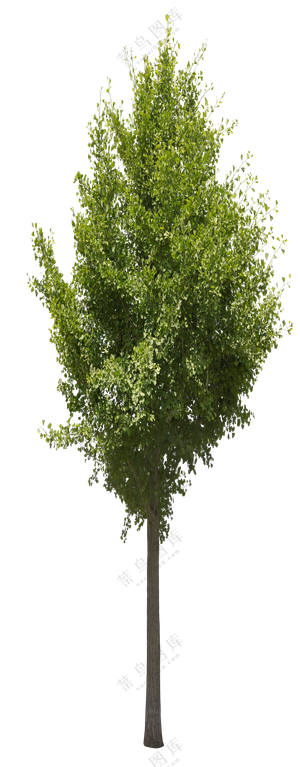 PNG免扣植物树木拼贴素材