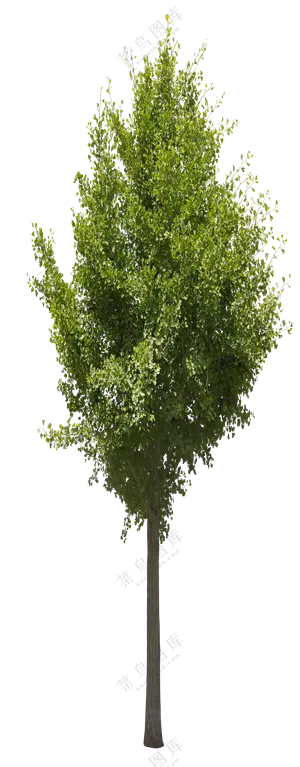 PNG免扣植物树木拼贴素材