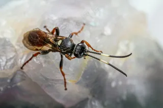 一只黑色蚂蚁的近景