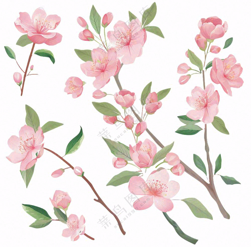 春天粉色花朵树枝插画免抠