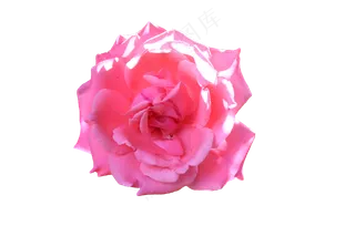 免抠花卉  粉色月季