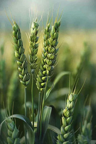 绿色小麦麦田小满芒种摄影图