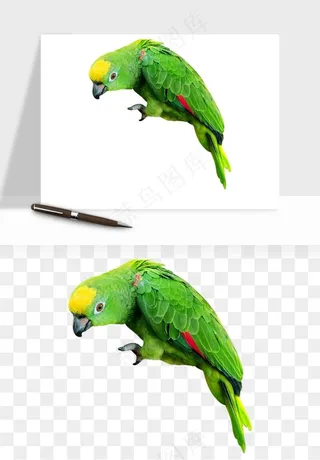 鹦鹉八哥鸟宠物png免抠