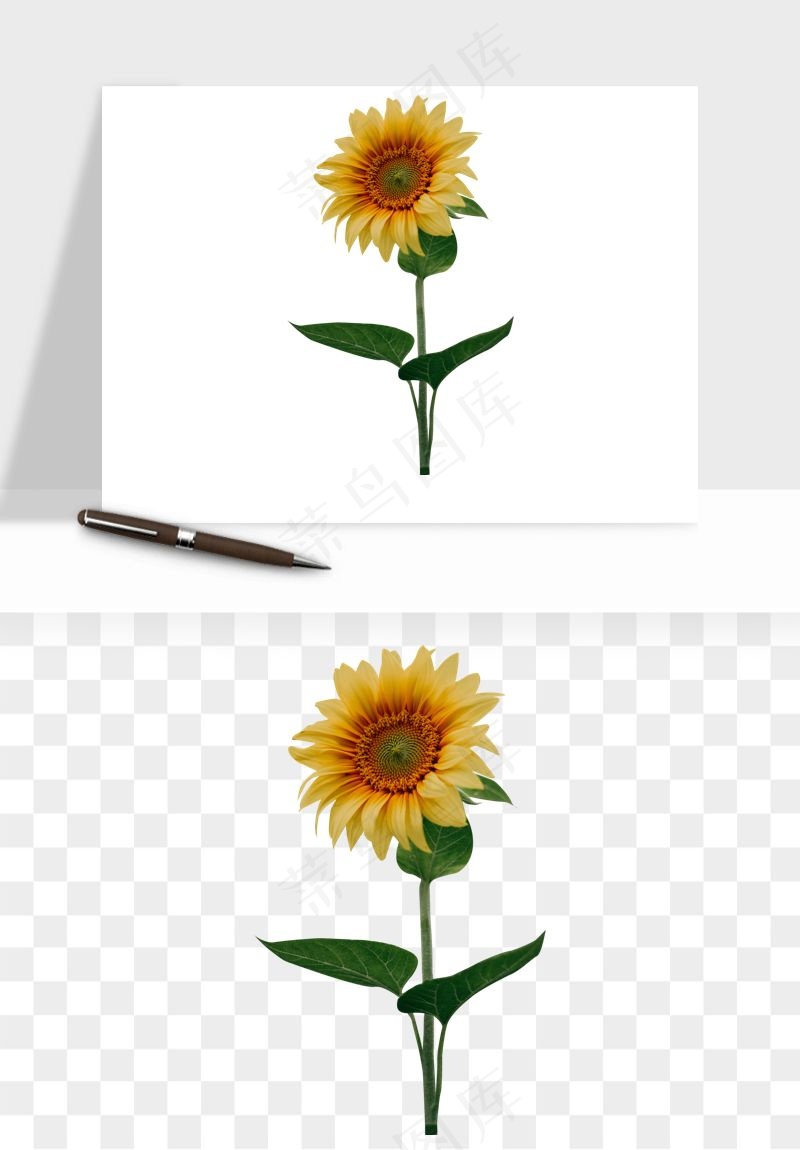 向日葵太阳花卉png免抠