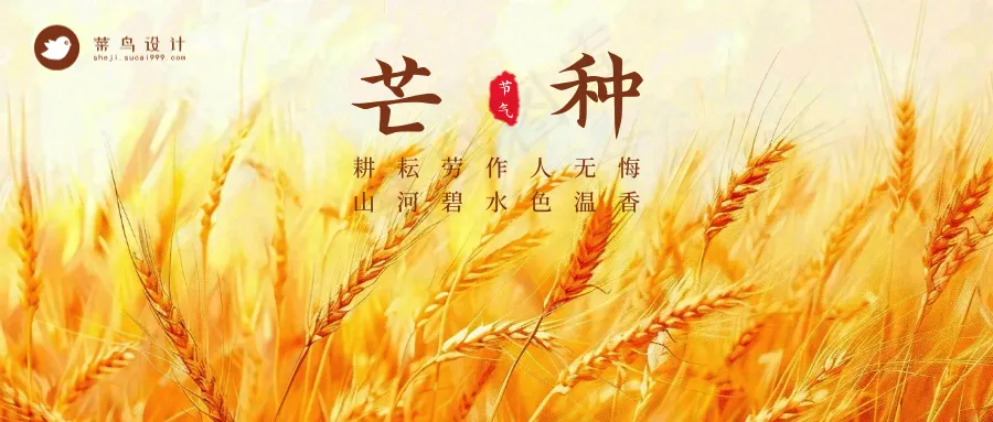 芒种公众号首图