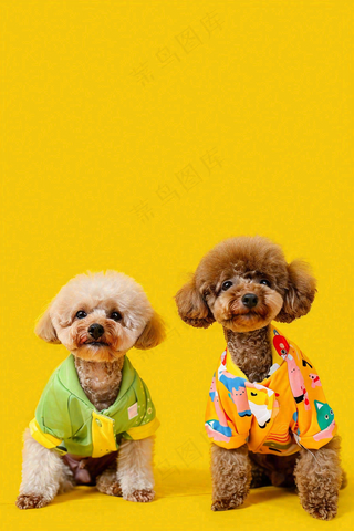 猫狗宠物店宣传卡通插画背景