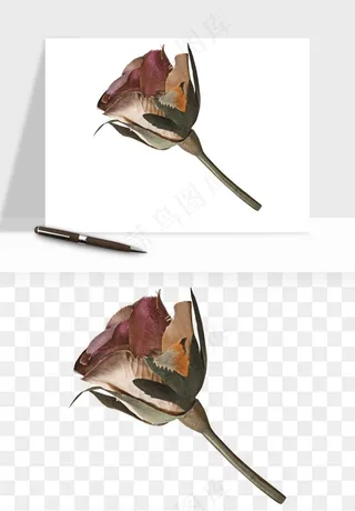 复古鲜花玫瑰png免抠