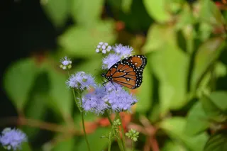 花间蝶影，静谧时光