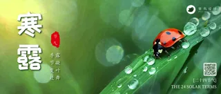 寒露公众号首图