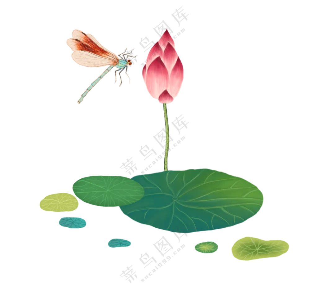 蜻蜓立上头的红色荷花免抠图片素材