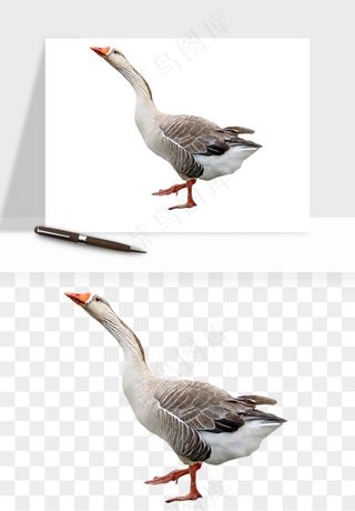 鸭子小鸭png免抠