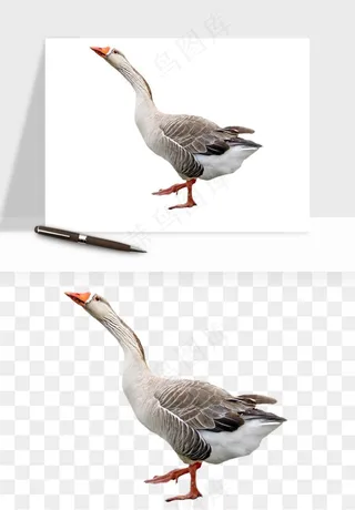 鸭子小鸭png免抠