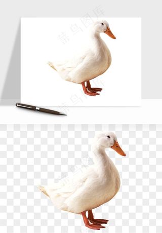 鸭子小鸭png免抠